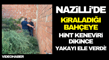 Nazilli’de kiraladığı bahçeye hint keneviri ekince yakayı ele verdi!
