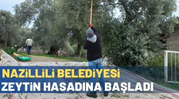 Nazilli Belediyesi zeytin hasadına başladı