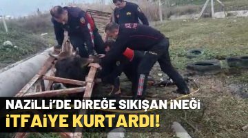 Nazilli’de direğe sıkışan ineği itfaiye kurtardı