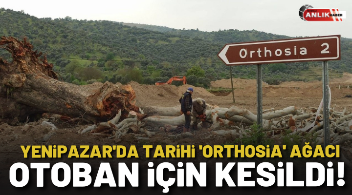 Yenipazar’da tarihi ‘Orthosia’ ağacı otobon için kesildi!