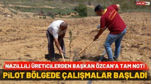 Nazilli Belediyesi ekipleri kanser nedeniyle hastalanan kestane ağaçlarına alternatif olarak