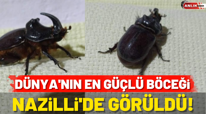 Dünya’nın en güçlü böceği Nazilli’de görüldü