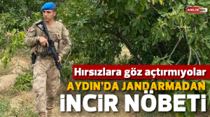 NAZLI ALTINAYAR – Aydın’da ağustos ve eylül aylarında incir hasadı