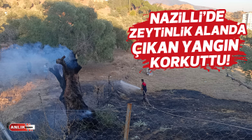 Nazilli’de zeytinlik alanda çıkan yangın korkuttu