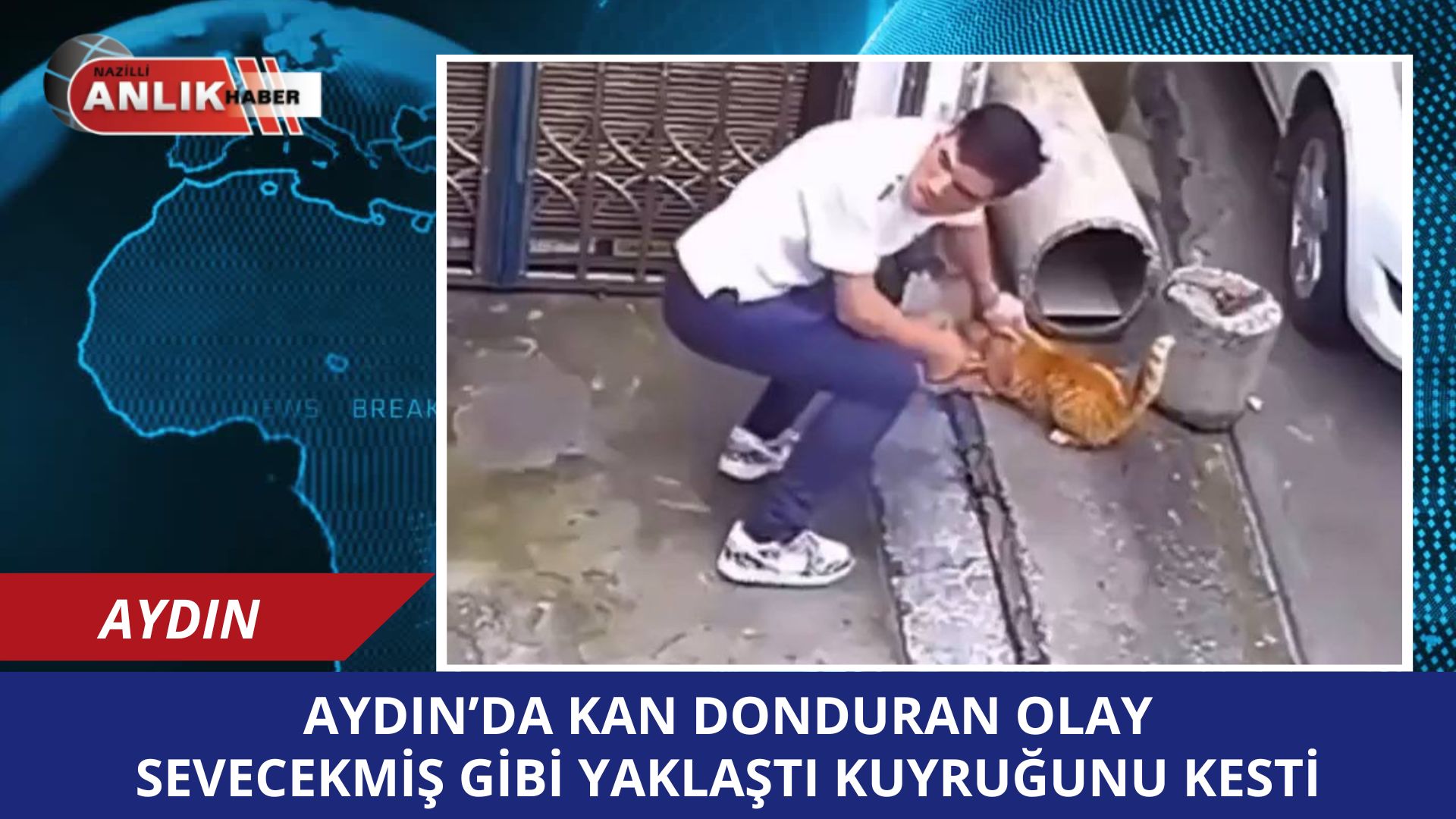 Aydın’da Kan Donduran Olay: Sokak Kedisinin Kuyruğunu Kesen Cani Aranıyor