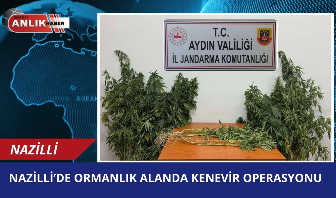 Aydın’ın Nazilli ilçesi Aksu Mahallesi’nde jandarma ekipleri tarafından ormanlık alanda