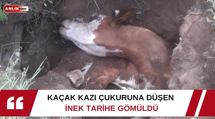KAÇAK KAZI ÇUKURUNA DÜŞEN İNEK TARİHE GÖMÜLDÜ