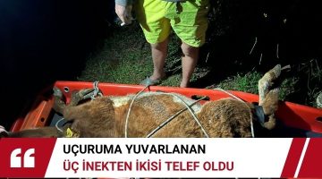 UÇURUMA YUVARLANAN 3 İNEKTEN İKİSİ TELEF OLDU