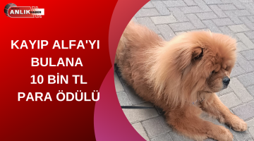 KAYIP ALFA’YI BULANA 10 BİN TL PARA ÖDÜLÜ