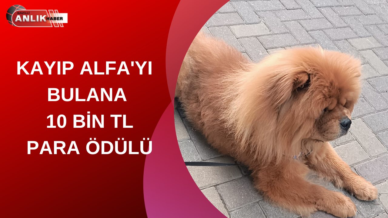 Nazilli Yeni Mahalle’de kaybolan, sonrasında Yıldıztepe Mahallesi Botanik Parkı çevresinde