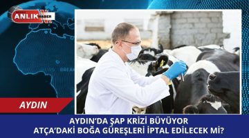 Aydın’da Şap Krizi Büyüyor: Atça’daki Boğa Güreşleri İptal Edilecek Mi?