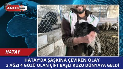 HATAY / DÖRTYOL – Hatay’ın Dörtyol ilçesinde hayvancılıkla uğraşan bir