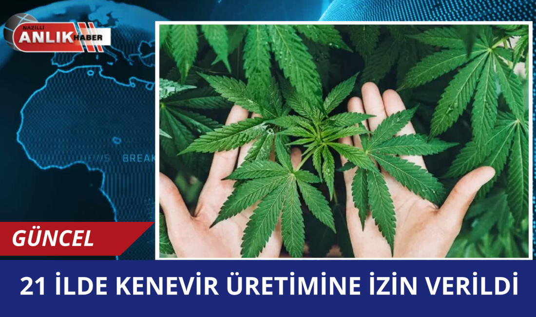 Tarım ve Orman Bakanlığı’nın hazırladığı yeni yönetmelikle kenevir üretimi yeniden