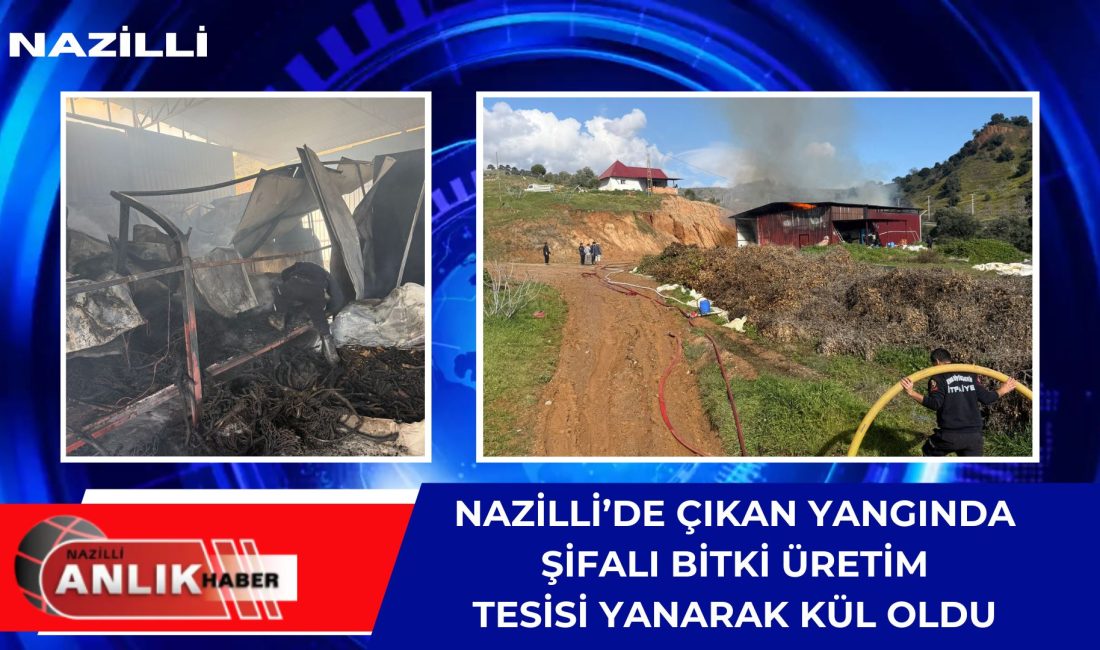 NAZİLLİ – Aydın’ın Nazilli ilçesinde, kanser ilacı yapımında kullanılan doğal