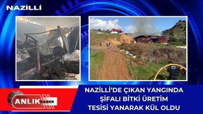 NAZİLLİ – Aydın’ın Nazilli ilçesinde, kanser ilacı yapımında kullanılan doğal