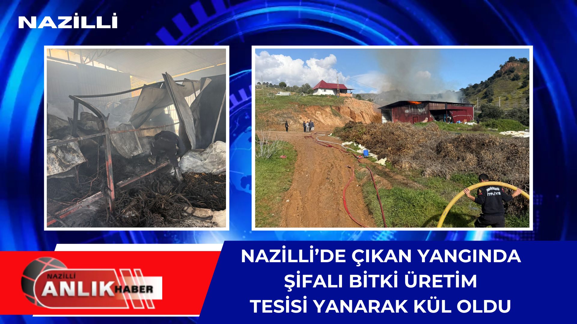 NAZİLLİ – Aydın’ın Nazilli ilçesinde, kanser ilacı yapımında kullanılan doğal