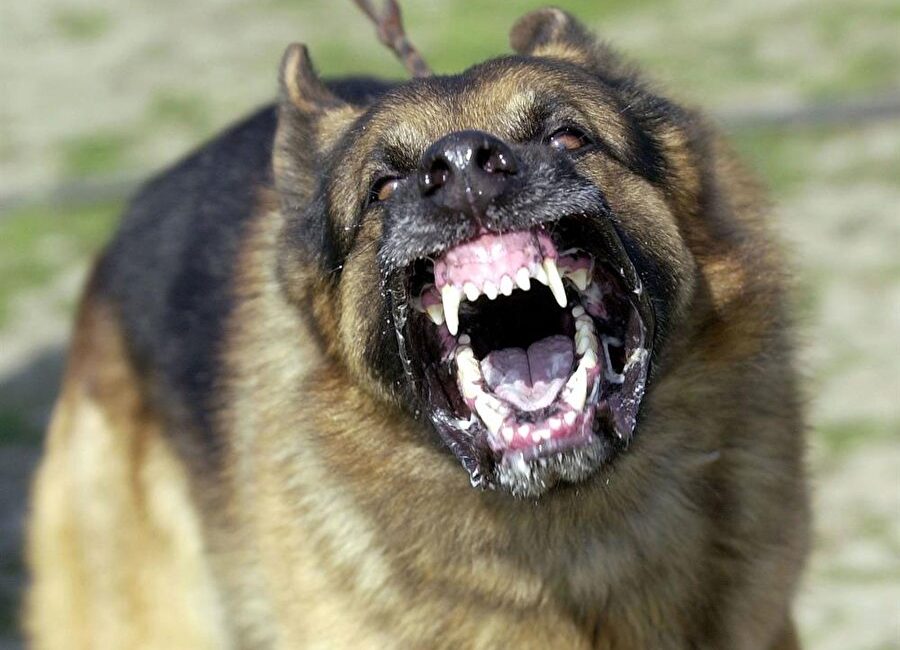 Aydın’ın Bozdoğan ilçesinde bir köpeğin