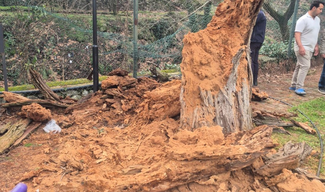 BOZDOĞAN – Aydın’ın Bozdoğan ilçesinde
