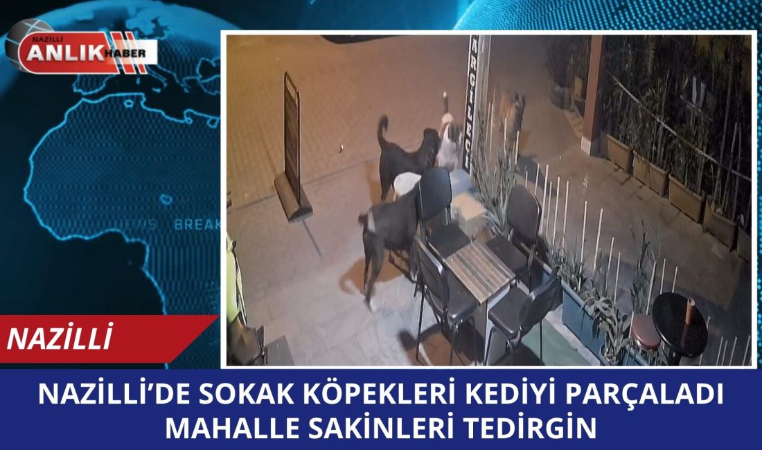 Aydın’ın Nazilli ilçesinde gece saatlerinde kaydedilen görüntüler, sokak köpeği sorununu
