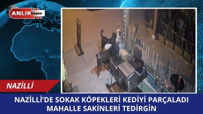 Aydın’ın Nazilli ilçesinde gece saatlerinde kaydedilen görüntüler, sokak köpeği sorununu