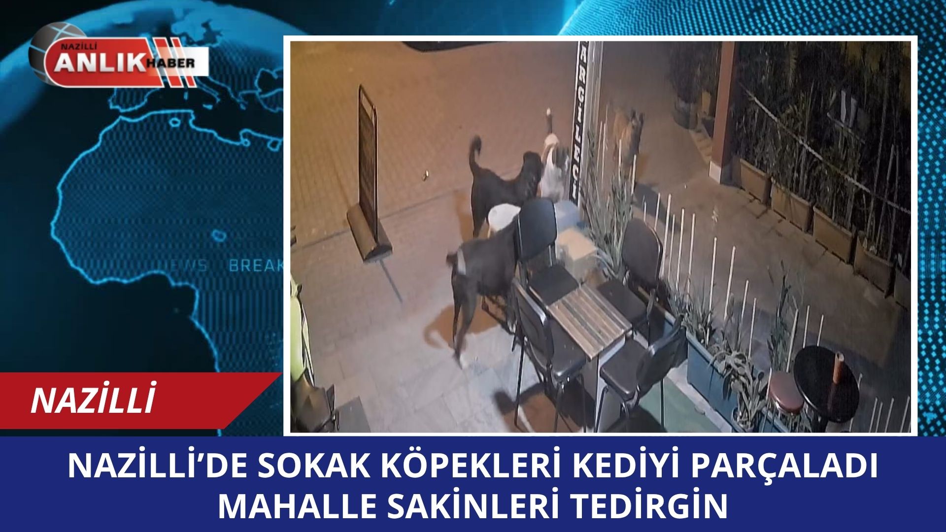 Aydın’ın Nazilli ilçesinde gece saatlerinde kaydedilen görüntüler, sokak köpeği sorununu