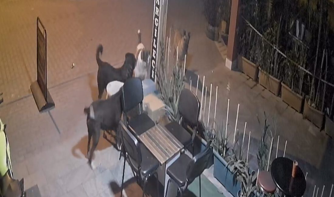 Aydın’ın Nazilli ilçesinde gece saatlerinde